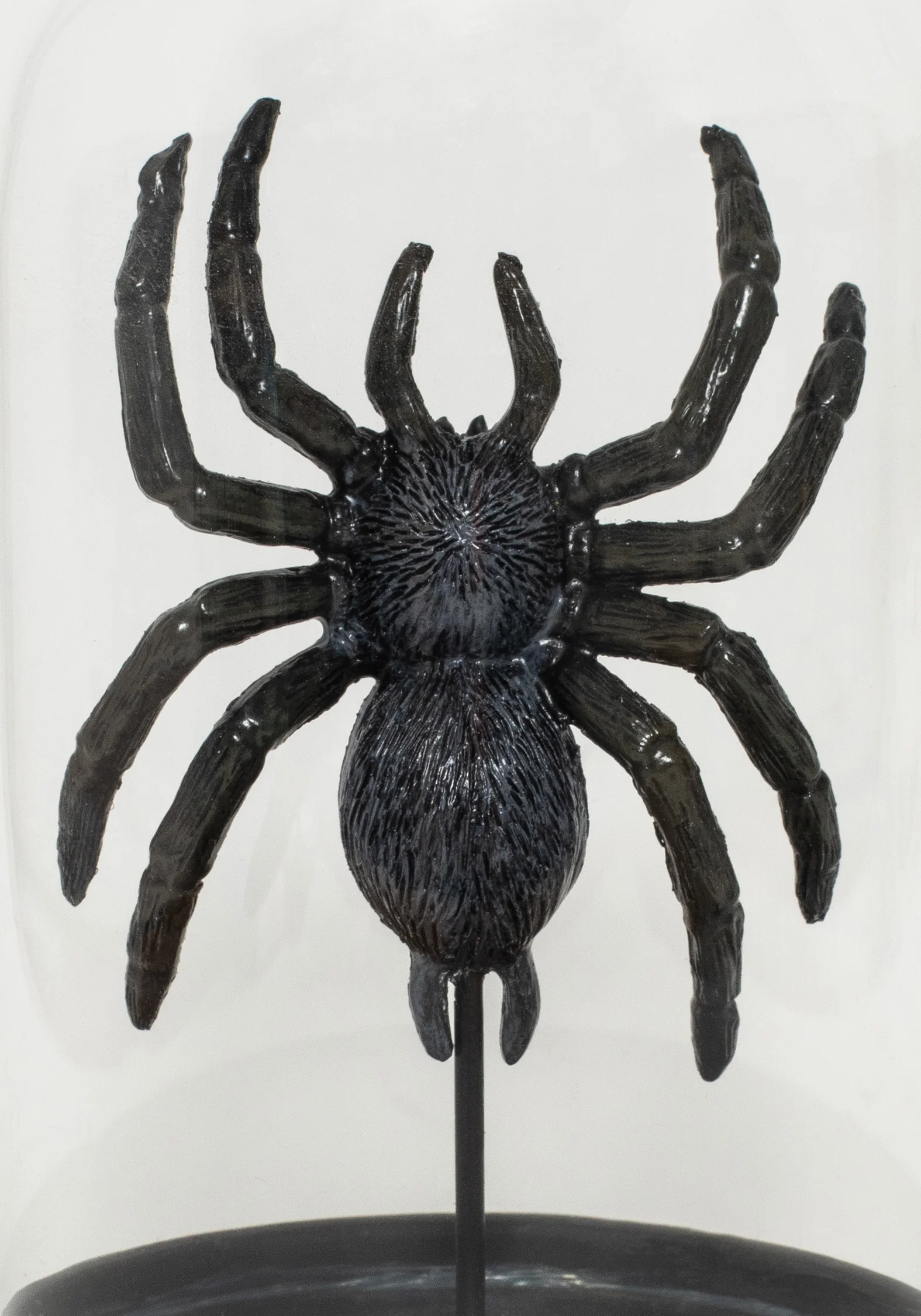 Arachne Spider In Jar - Image 3