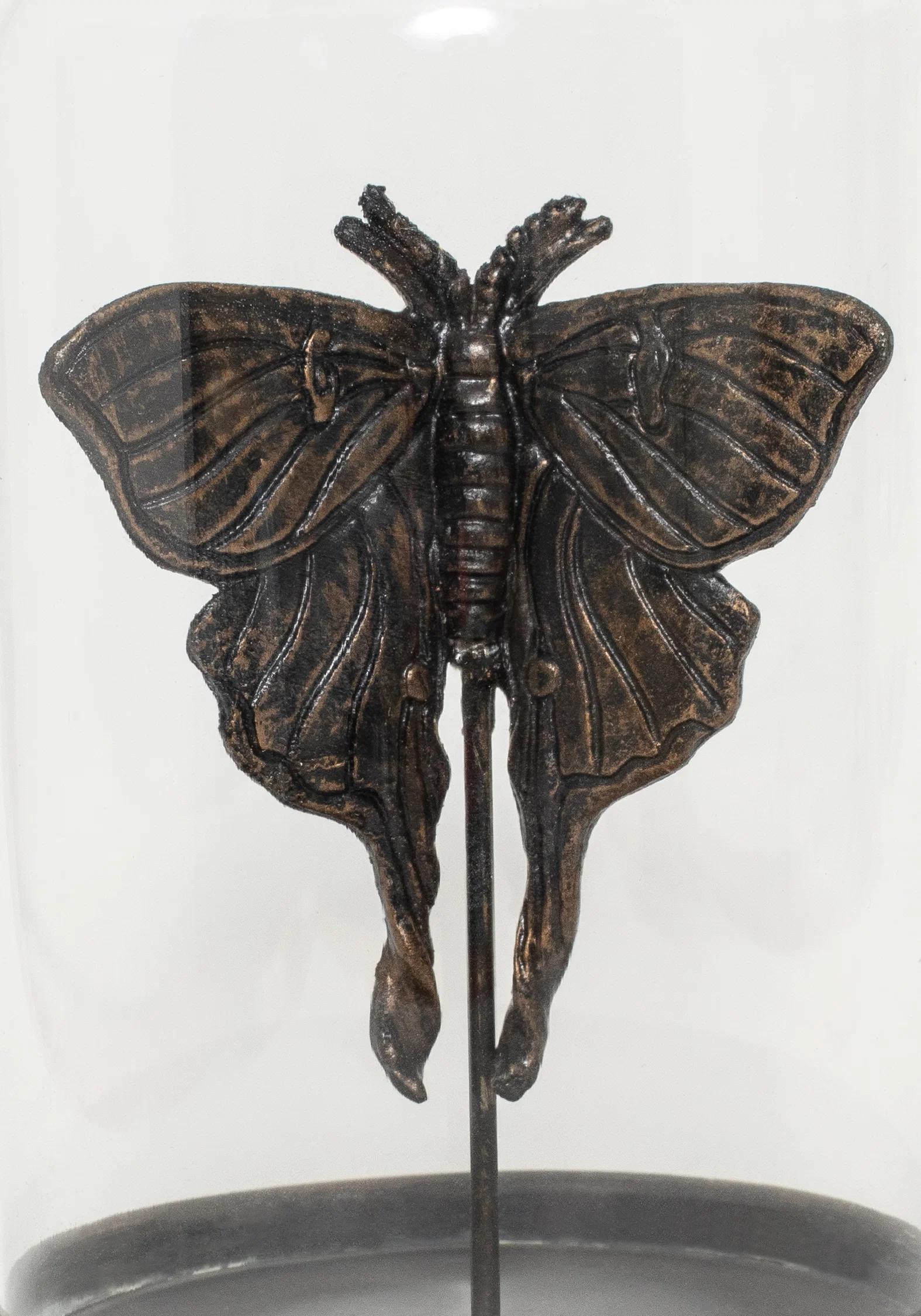 Luna Moth In Jar - Image 3